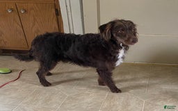  dogs for sale: Maggie - Image 5