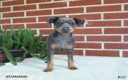 Miniature Pinscher dogs for sale: Josie - Image 8