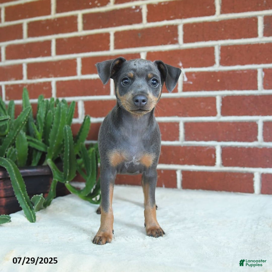 Miniature Pinscher dogs for sale: Josie - Image 8
