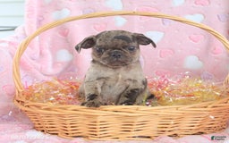 Pug dogs for sale: Alex - Image 2