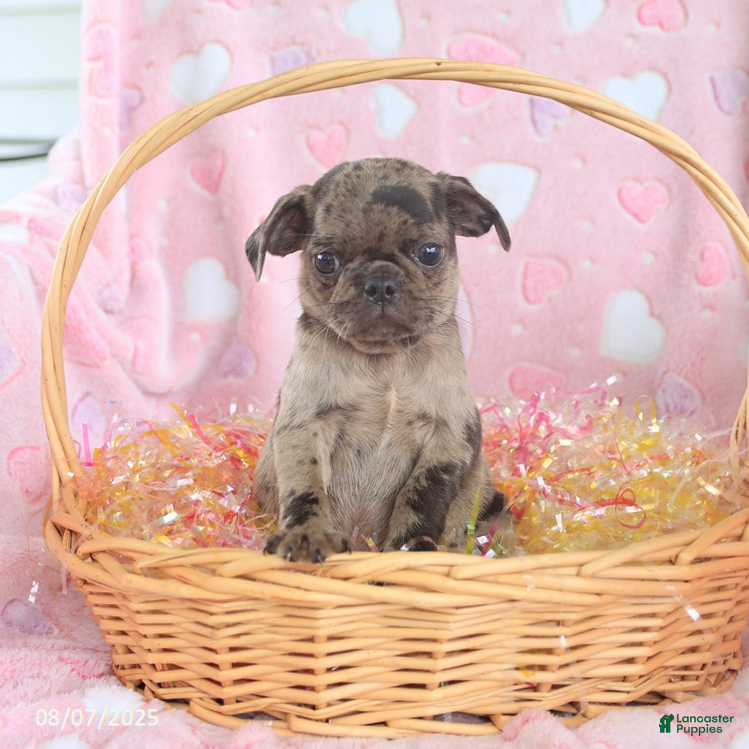 Pug dogs for sale: Alex - Image 2