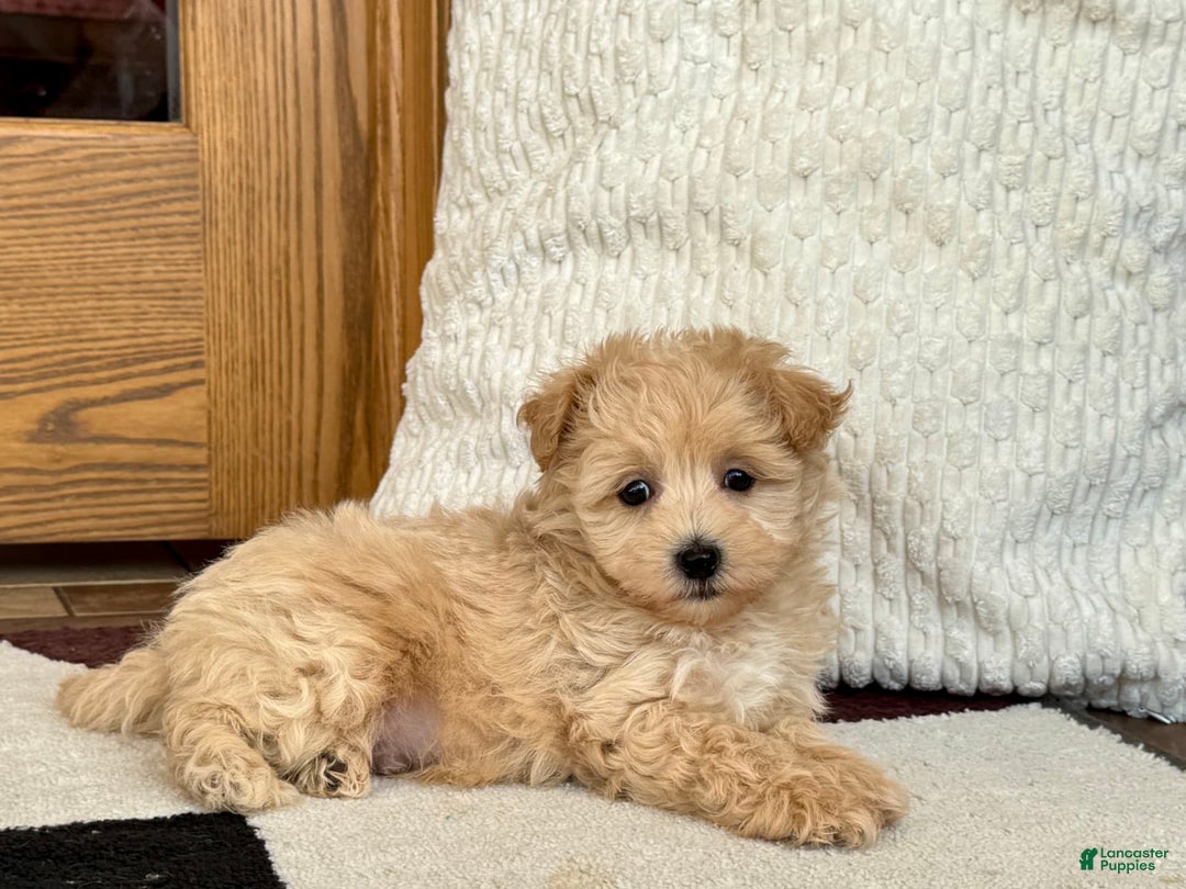 Maltipoo dogs for sale: Jerry - Image 1