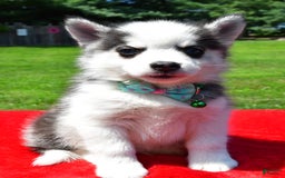 Pomsky dogs for sale: Chester - Image 1