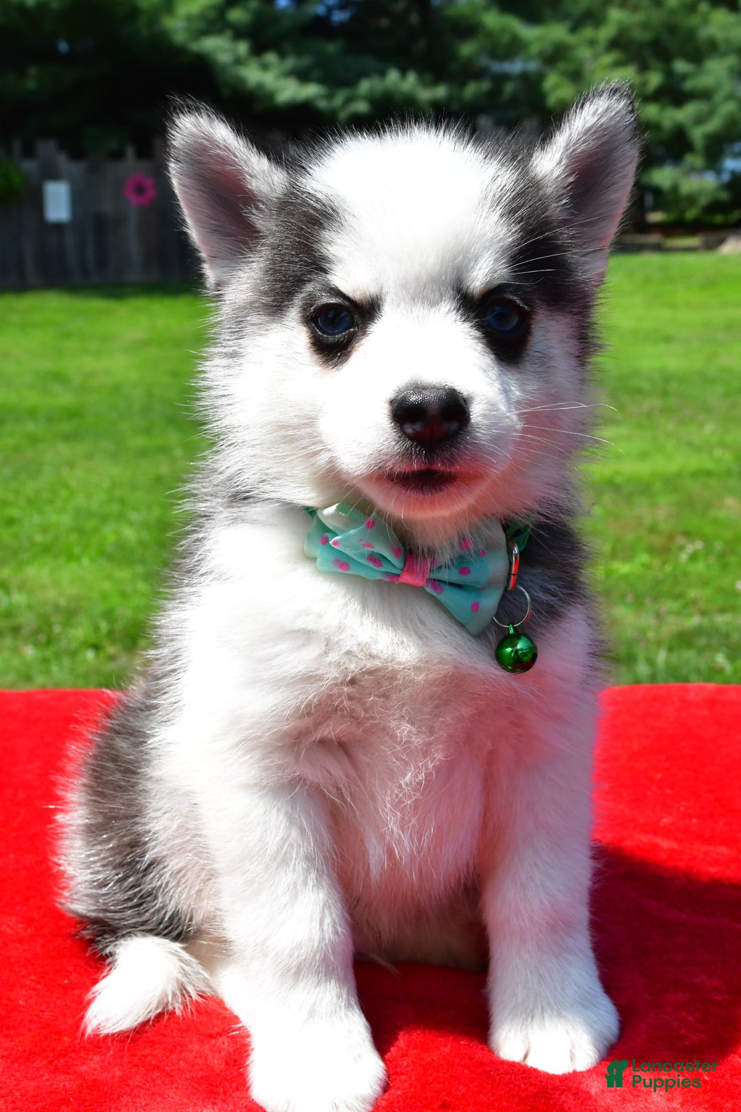 Pomsky dogs for sale: Chester - Image 1