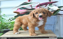 Mini Goldendoodle dogs for sale: Prince - Image 5