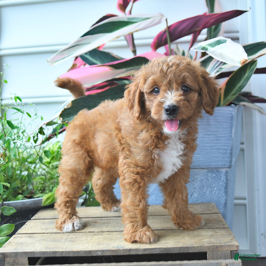 Mini Goldendoodle dogs for sale: Prince - Image 5