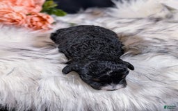 Mini Bernedoodle dogs for sale: Monet - Image 4