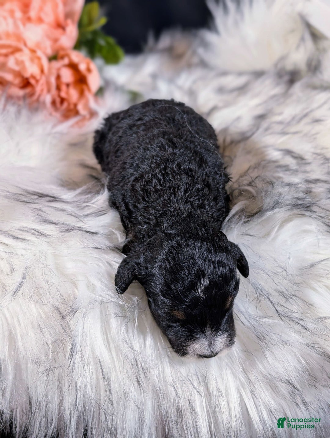 Mini Bernedoodle dogs for sale: Monet - Image 4