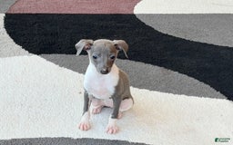 Italian Greyhound dogs for sale: Heidi - Image 4