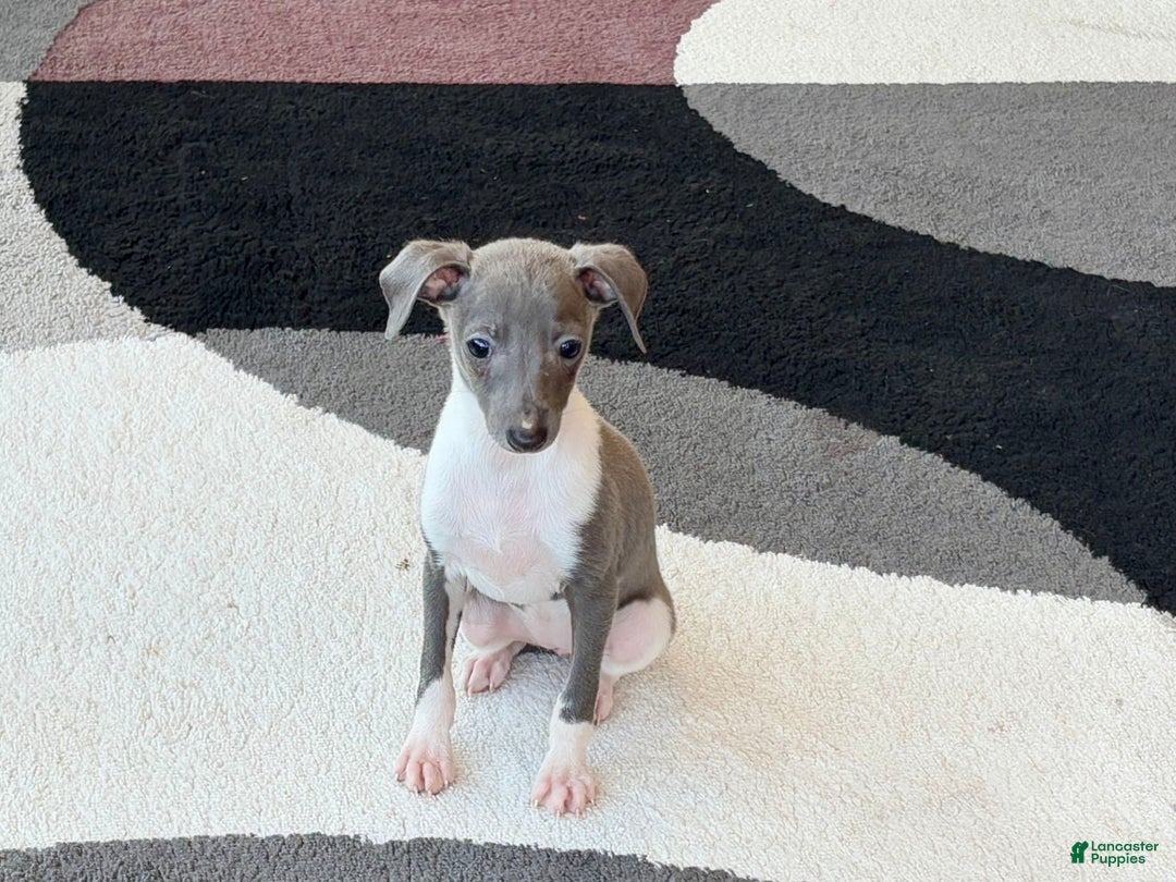 Italian Greyhound dogs for sale: Heidi - Image 4