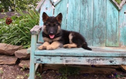 German Shepherd dogs for sale: Bella - Image 1