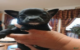 Chihuahua dogs for sale: Chihuahua 4 puppies - Image 26