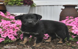 German Shepherd dogs for sale: Jazzy - Image 5