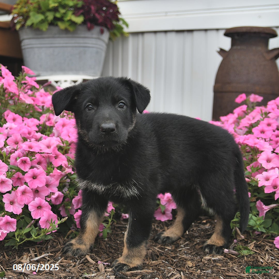 German Shepherd dogs for sale: Jazzy - Image 5