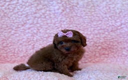Toy Poodle dogs for sale: Wendy Akc Tiny-toy - Image 5