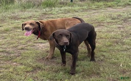 Labrador Retriever dogs for sale: Molly - Image 4