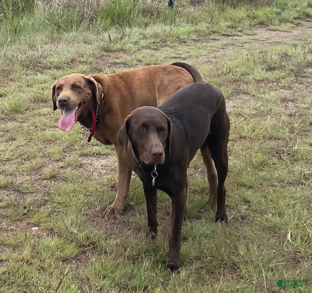 Labrador Retriever dogs for sale: Molly - Image 4
