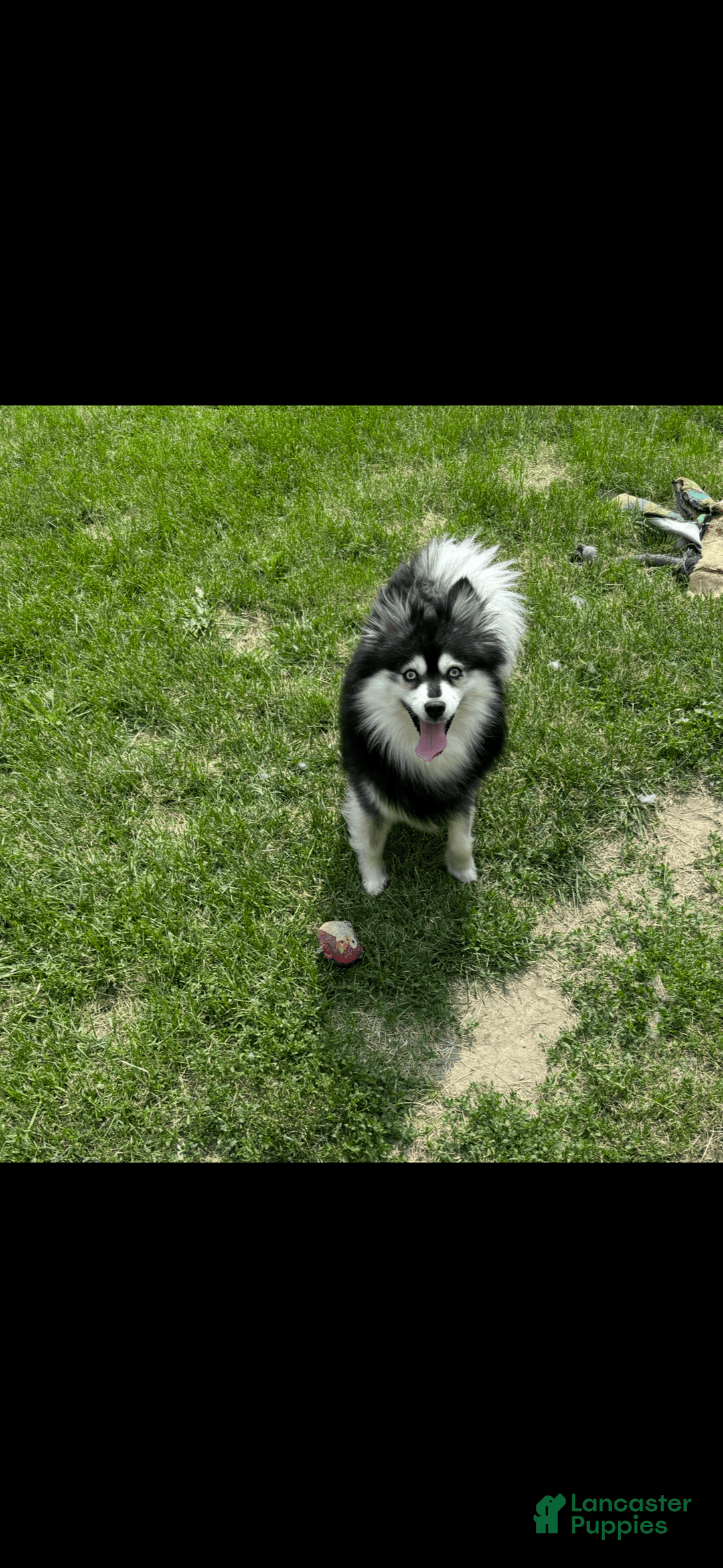 Pomsky dogs for sale: Ruger Iron Tate - Image 8