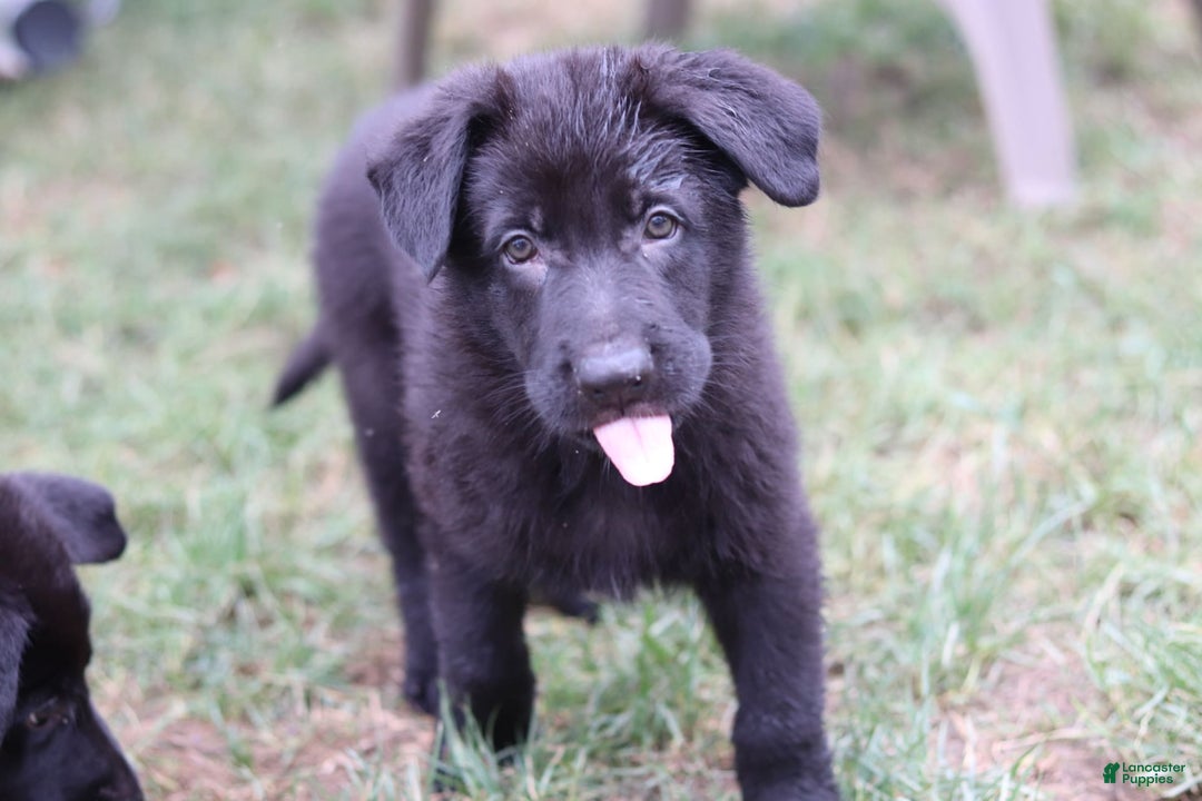 German Shepherd dogs for sale: Pink - Image 4