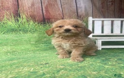 Mini Goldendoodle dogs for sale: Kona - Image 7
