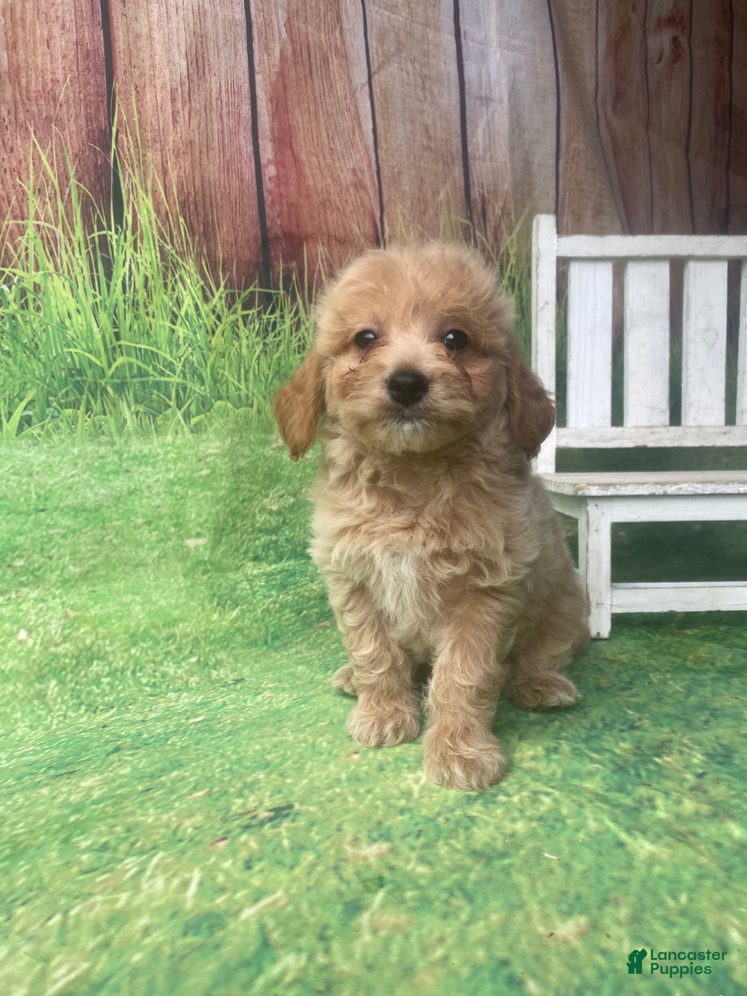 Mini Goldendoodle dogs for sale: Kona - Image 7