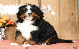 Mini Bernedoodle dogs for sale: Tatum - Image 8