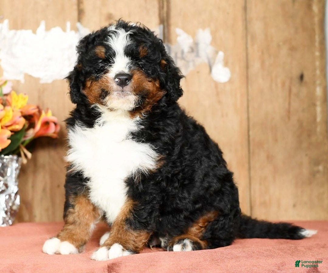 Mini Bernedoodle dogs for sale: Tatum - Image 8