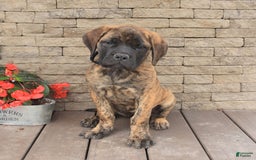 English Mastiff dogs for sale: Kayla - Image 3