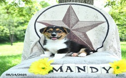 Welsh Corgi Pembroke dogs for sale: Welsh Corgi (Pembroke) 7 puppies - Image 5