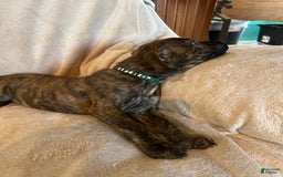 German Shepherd dogs for sale: Tommy - Image 3