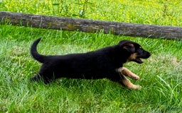 German Shepherd dogs for sale: Drama Girl - Image 16
