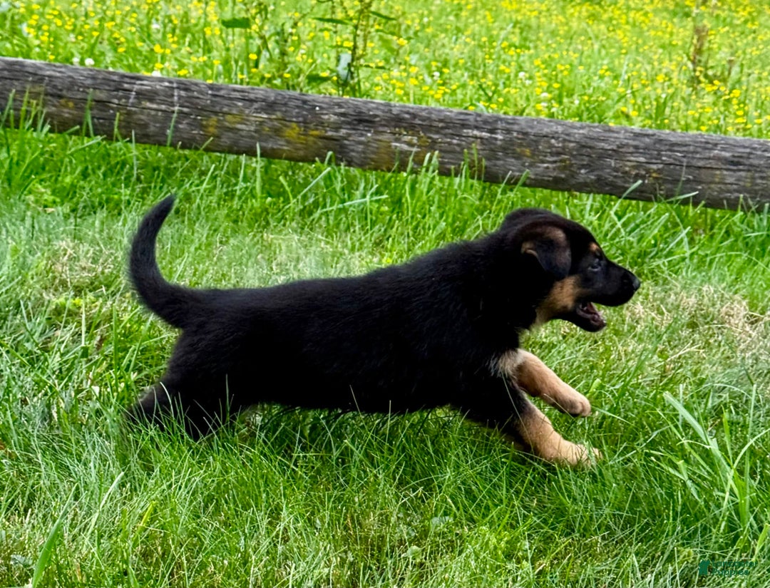 German Shepherd dogs for sale: Drama Girl - Image 16