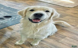 Golden Retriever dogs for sale: Golden Retriever Puppies - Image 9