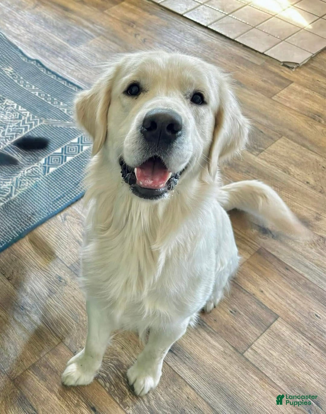 Golden Retriever dogs for sale: Golden Retriever Puppies - Image 9