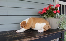 English Bulldog dogs for sale: Ruby - Image 6