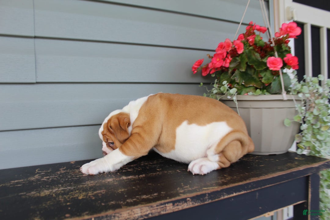 English Bulldog dogs for sale: Ruby - Image 6