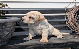 Mini Hippo dogs for sale: Cody - Image 9