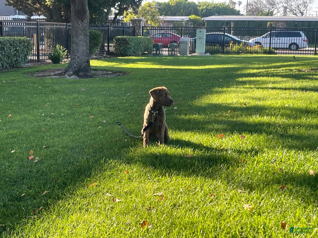Cane Corso dogs for sale: Naila - Image 3