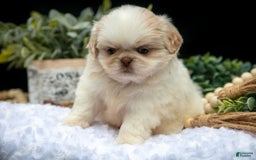 Shih Tzu dogs for sale: Taffy - Image 4