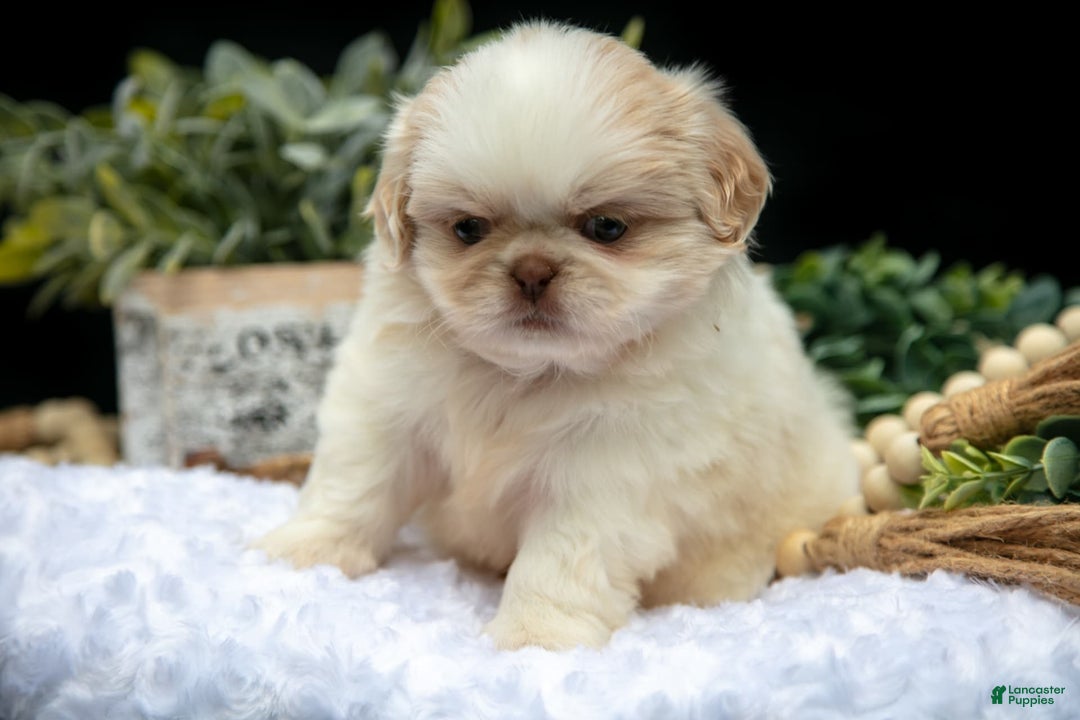Shih Tzu dogs for sale: Taffy - Image 4