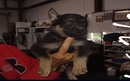 German Shepherd dogs for sale: Purple Girl - Image 1
