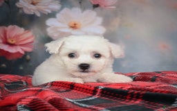 Bichon Frise dogs for sale: Jesse - Image 3