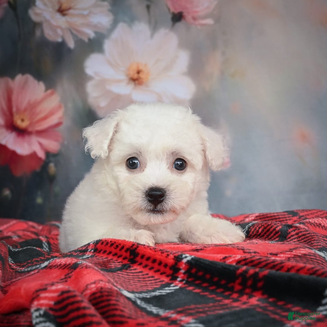 Bichon Frise dogs for sale: Jesse - Image 3