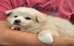 American Eskimo dogs for sale: Laura - Image 3