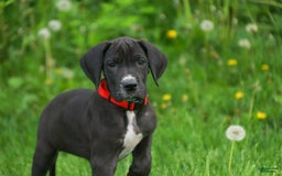 Great Dane dogs for sale: Athena - Image 25