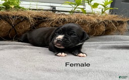 Boxer dogs for sale: Sealed Brindle - Image 4