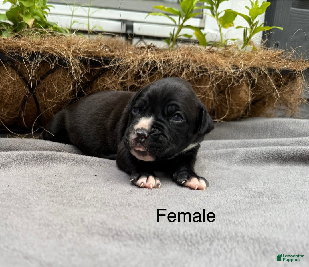 Boxer dogs for sale: Sealed Brindle - Image 4
