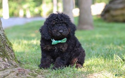 Cockapoo dogs for sale: Midnight - Image 9