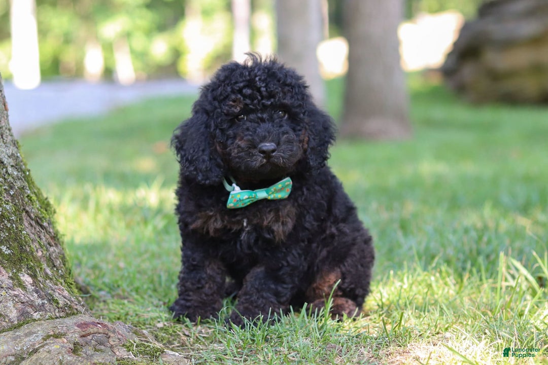 Cockapoo dogs for sale: Midnight - Image 9