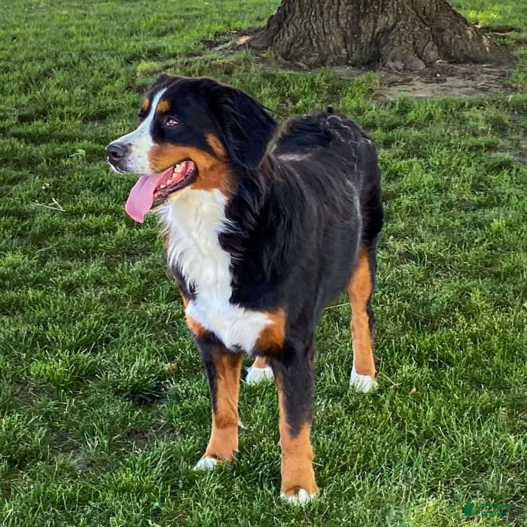 Bernese Mountain Dog dogs for sale: Blake - Image 4